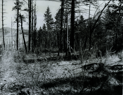 52c5ea77e12bb0.61096246